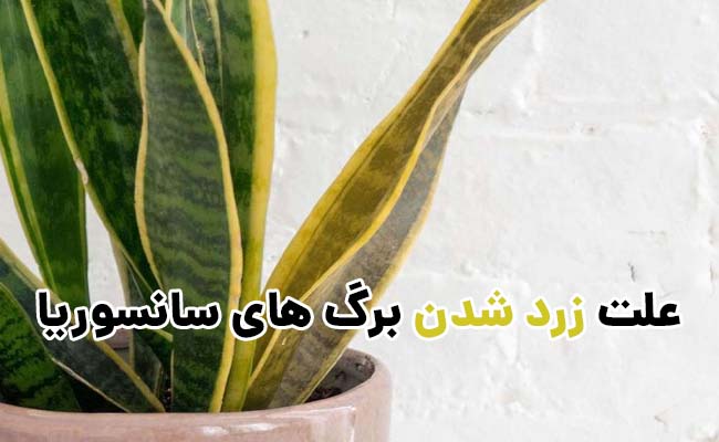 علت زرد شدن برگ سانسوریا علت زرد شدن برگ سانسوریا