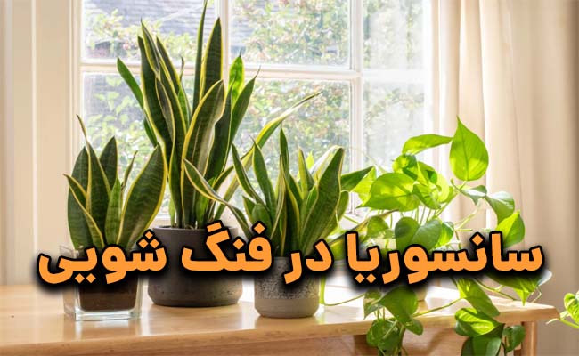 گیاه سانسوریا در فنگ شویی
