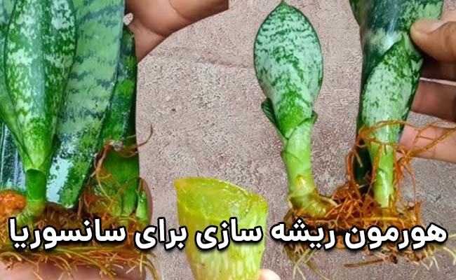 هورمون ریشه زایی برای سانسوریا هورمون ریشه زایی سانسوریا