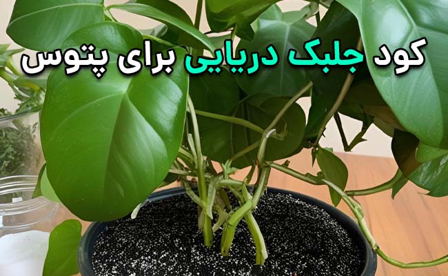 کود جلبک دریایی برای پتوس کود جلبک دریایی برای پتوس