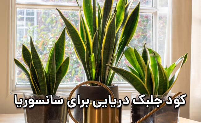 کود جلبک دریایی برای سانسوریا