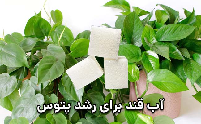انداختن قند در آب پتوس انداختن قند در اب پتوس