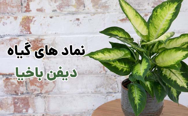 گل دیفن باخیا نماد چیست؟ گل دیفن باخیا نماد چیست؟