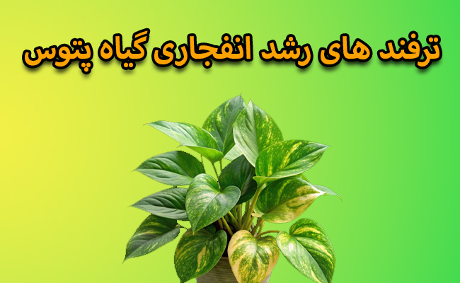 رشد انفجاری گیاه پتوس رشد انفجاری پتوس