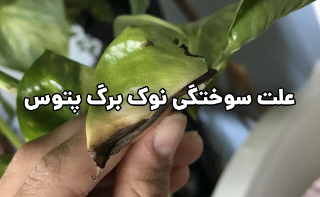 علت سوختگی نوک برگ پتوس