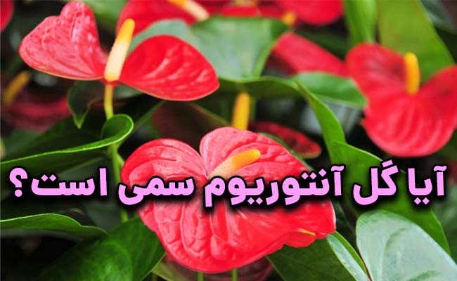 آیا گل آنتوریوم سمی است؟
