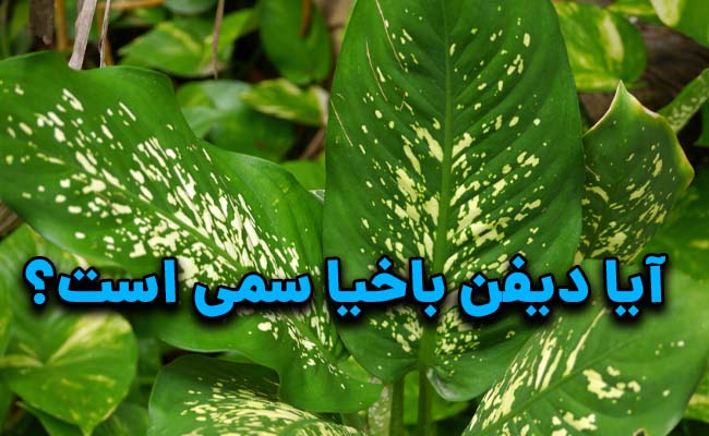 آیا گل دیفن باخیا سمی است؟ آیا گیاه دیفن باخیا سمی است؟