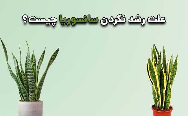 علت رشد نکردن سانسوریا دلیل رشد نکردن سانسوریا