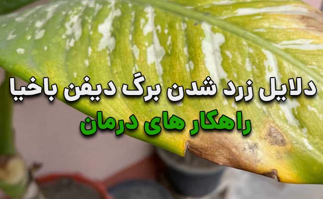 علت زرد شدن دیفن باخیا علت زرد شدن دیفن باخیا