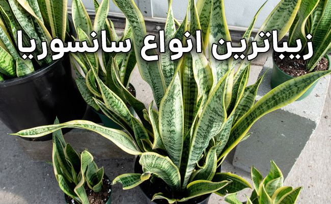زیبا ترین انواع سانسوریا زیباترین انواع سانسوریا