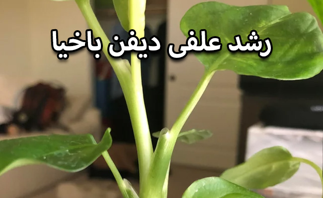 علت علفی شدن دیفن باخیا علت علفی شدن دیفن باخیا