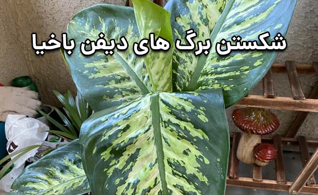 شکستن برگ دیفن باخیا