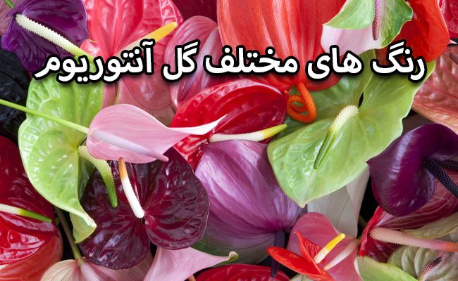 رنگ های گل آنتوریوم رنگ های گل آنتوریوم