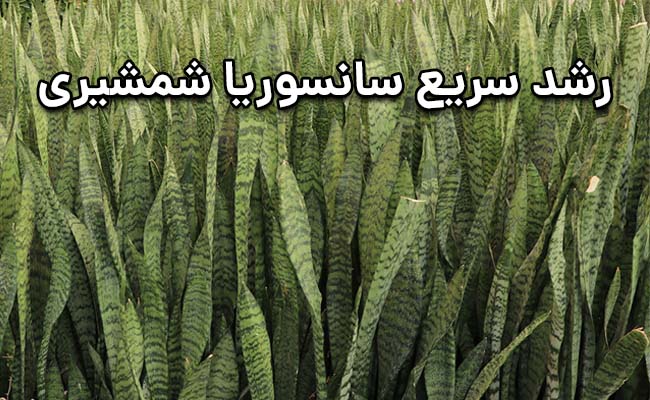 رشد سریع سانسوریا شمشیری