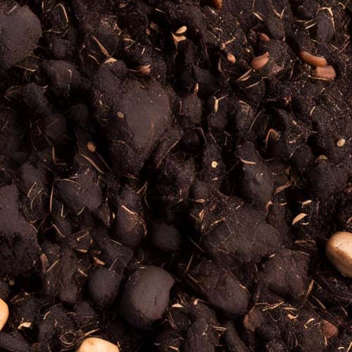 خاک مناسب سانسوریا شمشیری