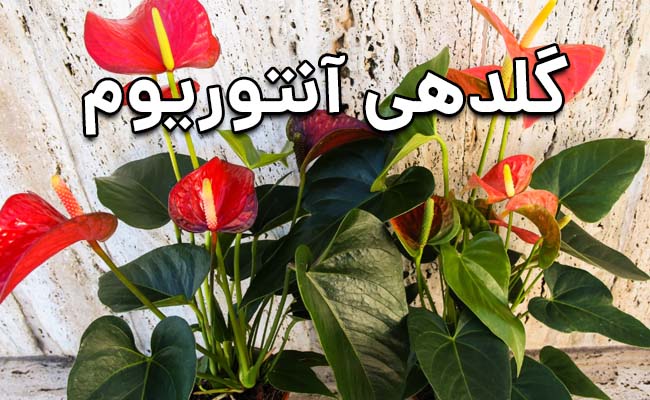 علت گل ندادن آنتوریوم