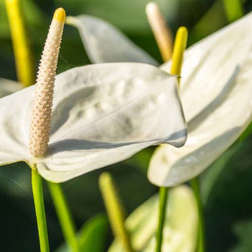 گلدهی آنتوریوم