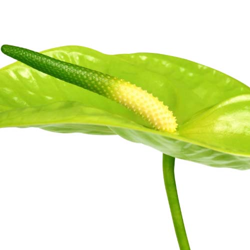 گلدهی آنتوریوم