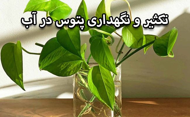 پتوس در آب