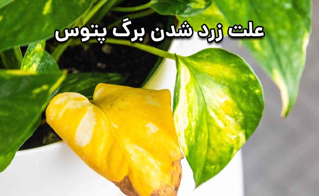 علت زرد شدن برگ پتوس علت زرد شدن برگ پتوس
