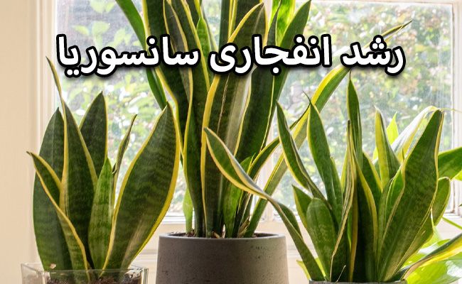 رشد انفجاری سانسوریا رشد انفجاری سانسوریا