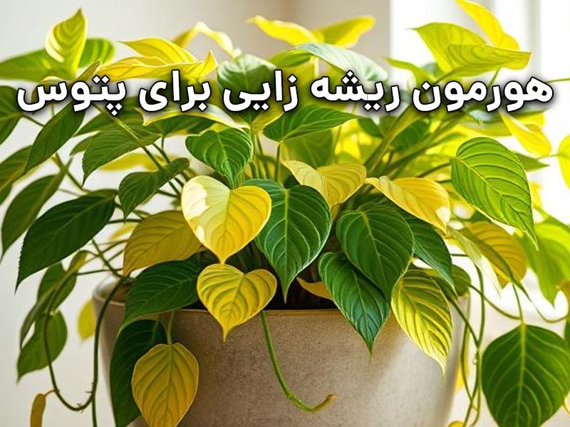 هورمون ریشه زایی پتوس